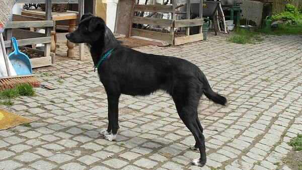 med_Coco2.JPG (600 x 338)